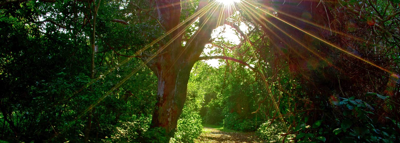 To make a deep mental path, we must think over and over the kind of thoughts we wish to dominate our lives.